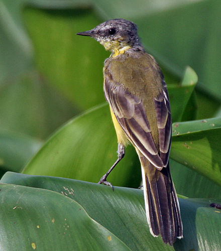 Yellow wagtail (Motacilla flava) at Kolkata I IMG 6091.jpg &copy; J.M.Garg