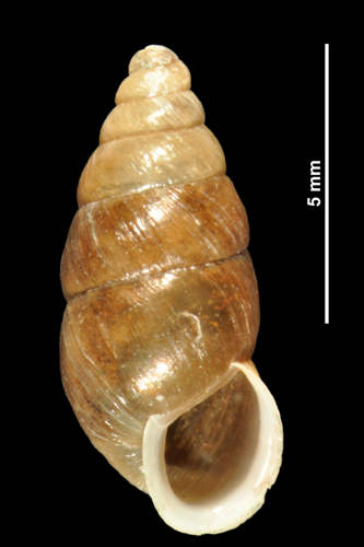 Merdigera obscura (MNHN-IM-2010-13123).jpeg &copy; Gargominy O.