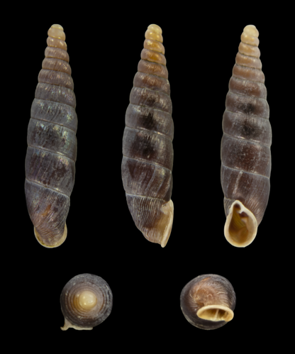 Clausilia rugosa parvula 01.jpg &copy; H. Zell