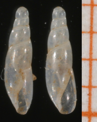 Cecilioides acicula.jpg &copy; Francisco Welter Schultes