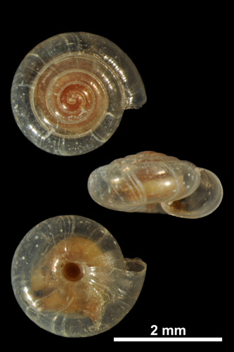 Vitrea contracta (MNHN-IM-2010-13266).jpeg &copy; Gargominy O.