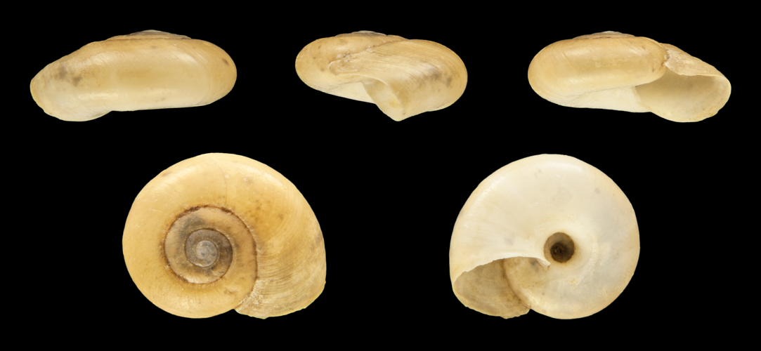 Aegopinella nitens 01.JPG &copy; H. Zell