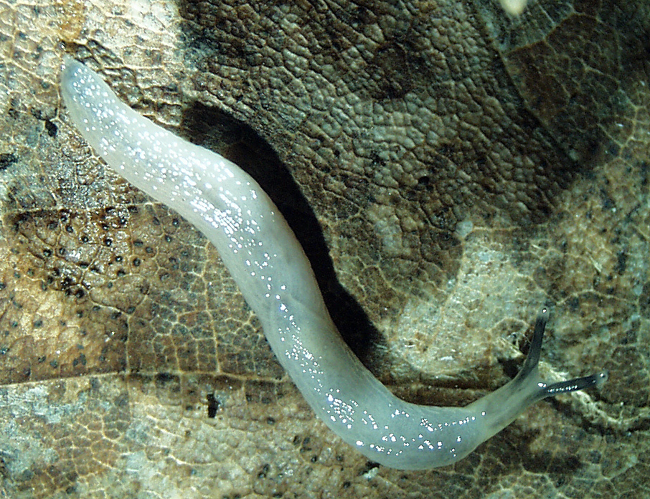 Boettgerilla pallens 2.jpg &copy; Jozef Grego