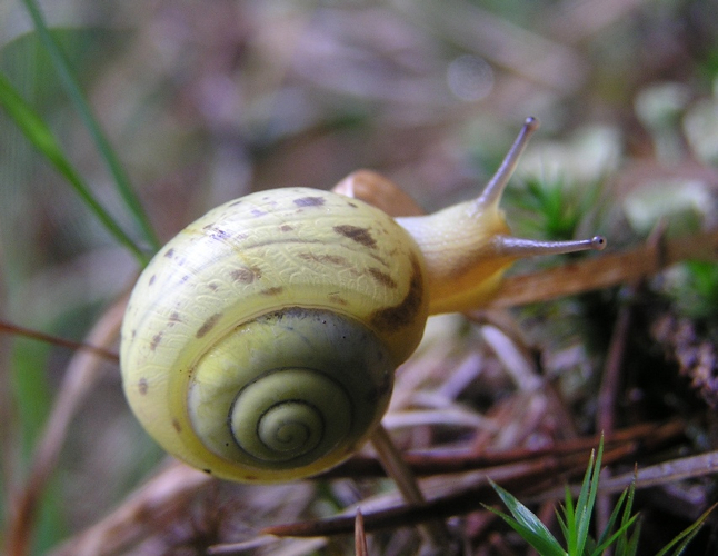 Fruticicola fruticum.jpg &copy; Michael Becker