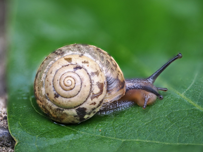 Hygromia cinctella - Gilles San Martin - 581116333.jpeg &copy; Gilles San Martin