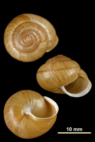 Arianta arbustorum alpicola (MNHN-IM-2010-13135).jpeg &copy; Gargominy O.