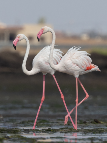 Flamant rose Thyna009.jpg &copy; El Golli Mohamed