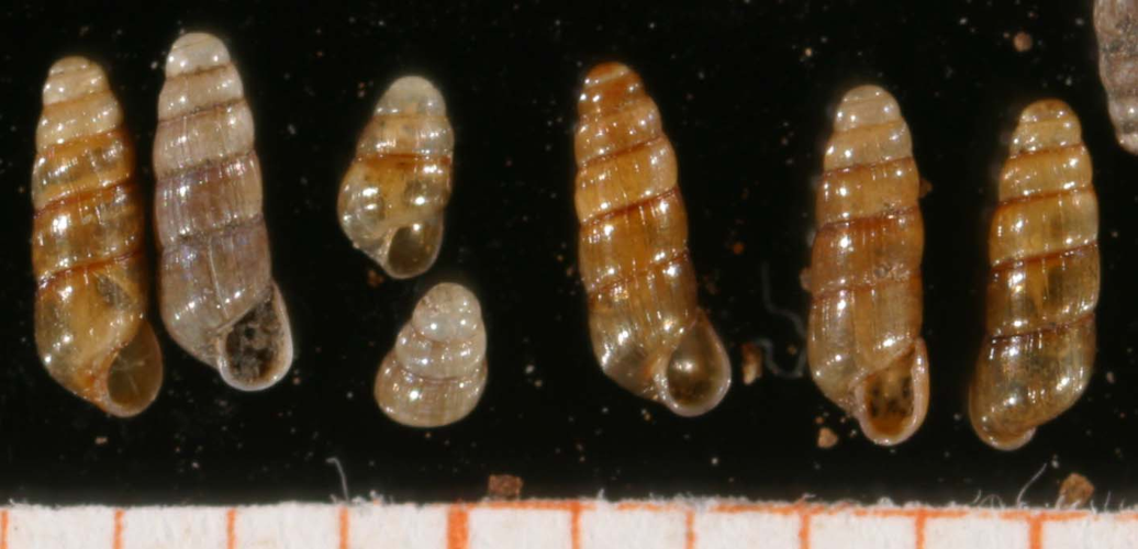 Acicula-lineata 01.jpg &copy; Francisco Welter Schultes [1]
