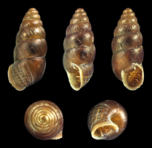 Chondrina avenacea 01.jpg &copy; H. Zell