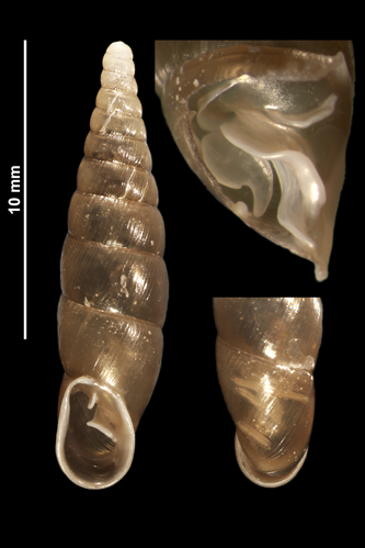Cochlodina fimbriata (MNHN-IM-2010-13071).jpeg &copy; Gargominy O.