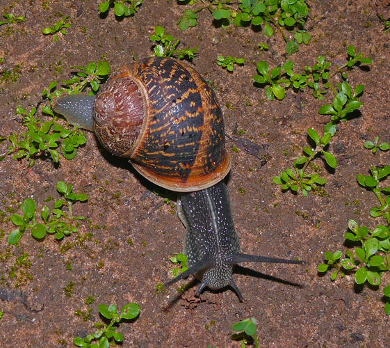 Snail-wiki-120-Zachi-Evenor.jpg &copy; Zachi Evenor