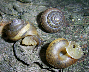 Euomphalia strigella.jpg &copy; Roman Hural