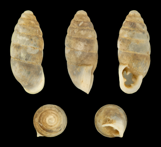 Jaminia quadridens 01.JPG &copy; H. Zell
