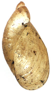 Oxyloma elegans.jpg &copy; Michal Maňas