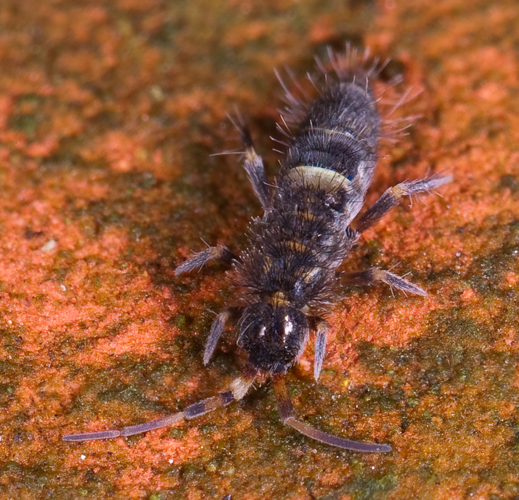 Orchesella cincta.jpg &copy; Mvuijlst