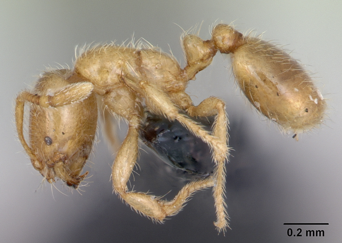 Solenopsis fugax casent0173147 profile 1.jpg &copy; April Nobile