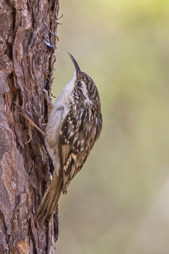 Short-toed treecreeper (Certhia brachydactyla brachydactyla).jpg &copy; Charles J. Sharp