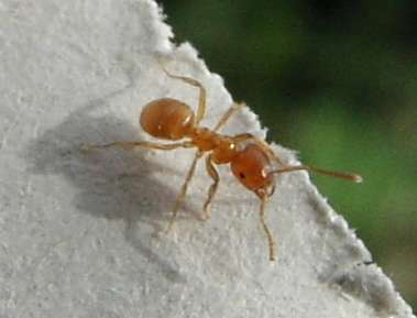 Lasius.flavus.jpg &copy; sarefo