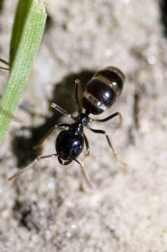 Lasius fuliginosus.jpg &copy; Garinger