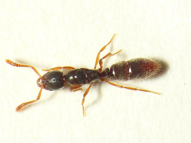 Ponera coarctata queen.jpg &copy; This image is created by user Dick Belgers at Waarneming.nl, a source of nature observations in the Netherlands.