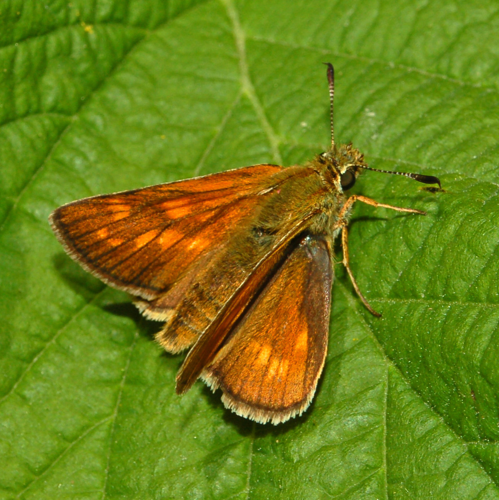 Hesperiidae - Ochlodes sylvanus - female.JPG &copy; Hectonichus
