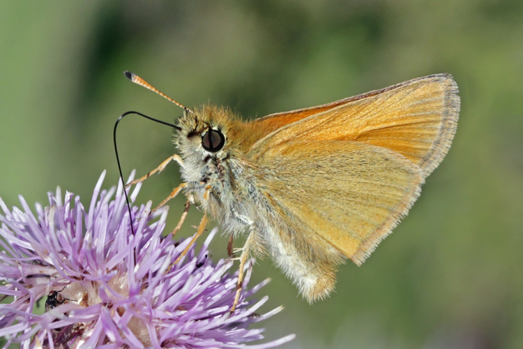 Essex Skipper (Thymelicus lineola) Sweden.jpg &copy; Charles J. Sharp