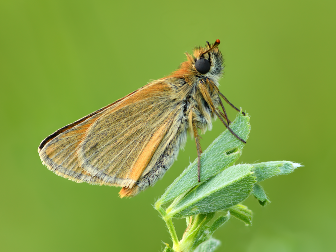 Thymelicus sylvestris underside - Keila.jpg &copy; Ivar Leidus