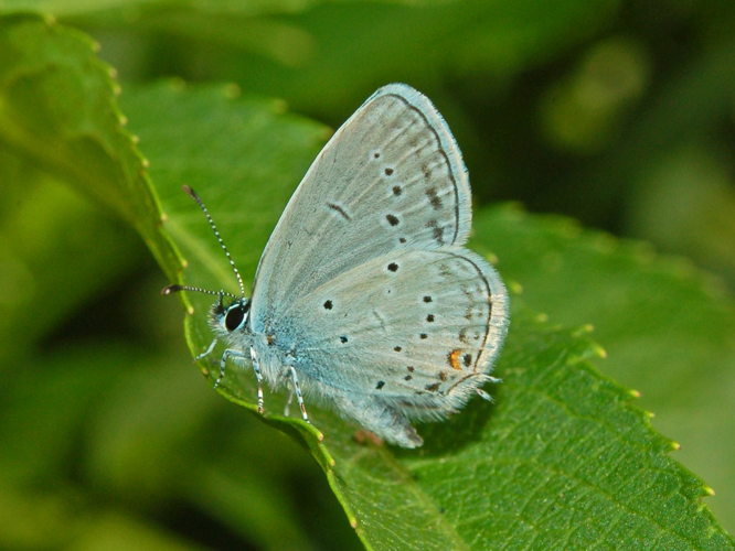 Lycaenidae - Cupido (Everes) alcetas.JPG &copy; Hectonichus