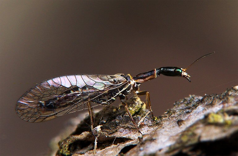 Ornatoraphidia flavilabris.jpg &copy; Adam Opioła