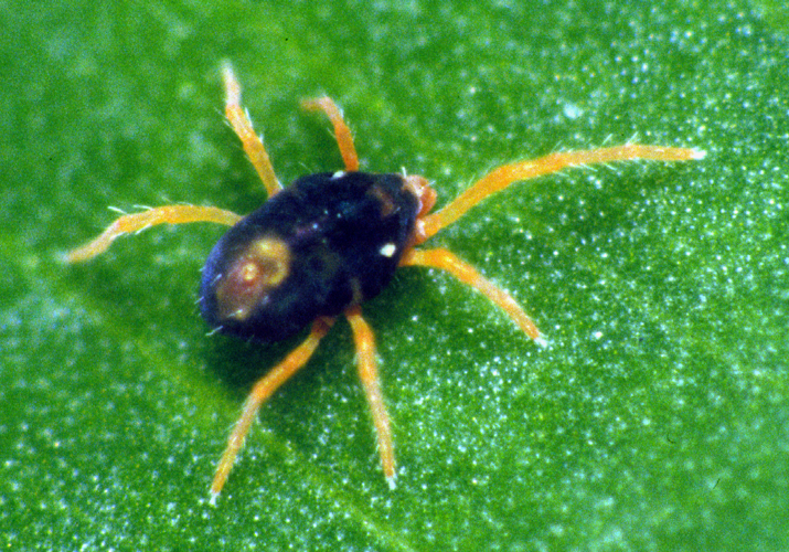 CSIRO ScienceImage 19 Penthaleus major Blue Oat Mite.jpg &copy; division, CSIRO