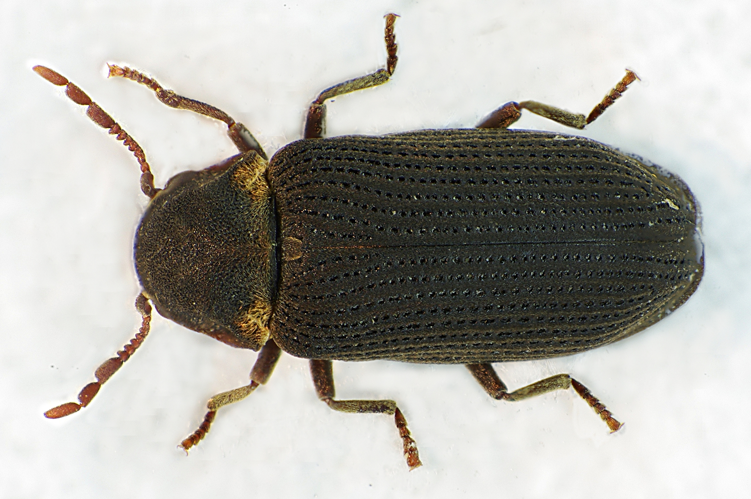 Hadrobregmus pertinax bl.jpg &copy; Siga