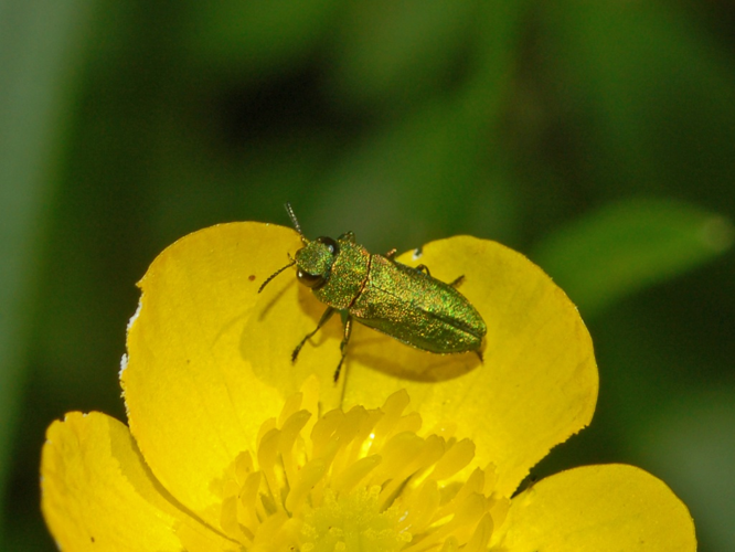 Buprestidae - Anthaxia nitidula - male.JPG &copy; Hectonichus