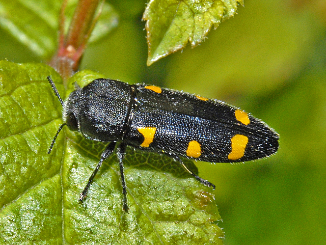 Buprestidae - Ptosima undecimmaculata var. sexmaculata.JPG &copy; Hectonichus