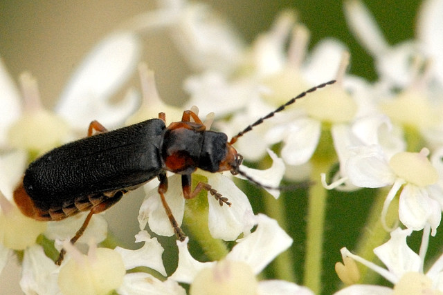 Rhagonycha.atra.-.lindsey.jpg &copy; James K. Lindsey