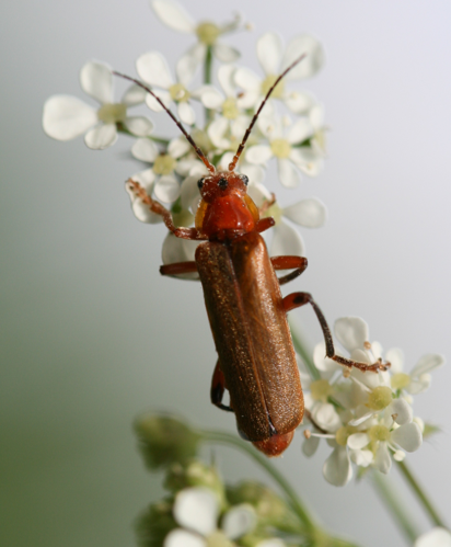 Cantharis livida red form.jpg &copy; Sandy Rae