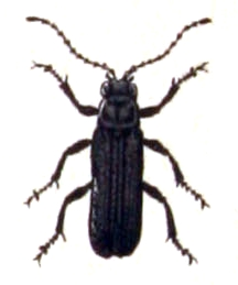 Cantharis.tristis.-.calwer.27.14.jpg &copy; Emil Hochdanz