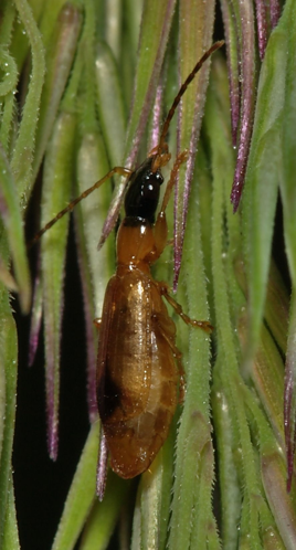 Demetrias monostigma female 1.jpg &copy; Sarefo