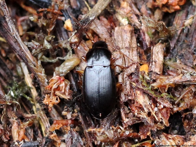Calathus micropterus 01.JPG &copy; AfroBrazilian