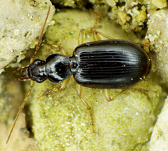 Paranchus albipes up.jpg &copy; Siga