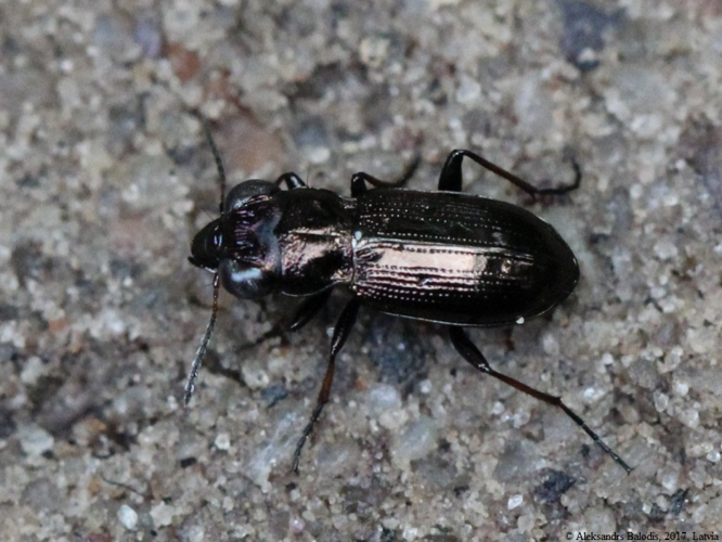 Notiophilus germinyi 01.JPG &copy; AfroBrazilian