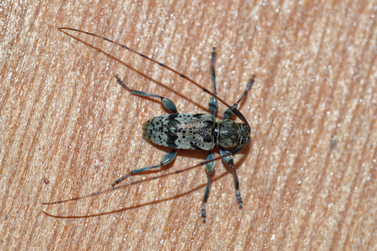 Leiopus femoratus 369630093.jpg &copy; Thierry Arbault