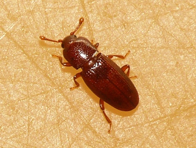 Cerylon ferrugineum.jpg &copy; This image is created by user Dick Belgers at Waarneming.nl, a source of nature observations in the Netherlands.