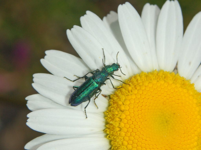 Dasytidae - Psilothrix viridicoerulea.JPG &copy; Hectonichus