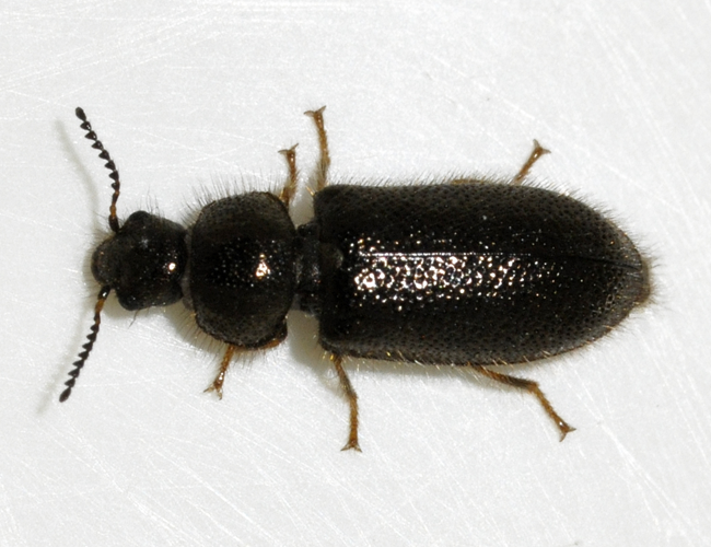 Aplocnemus-impressus-01-fws.jpg &copy; Francisco Welter-Schultes