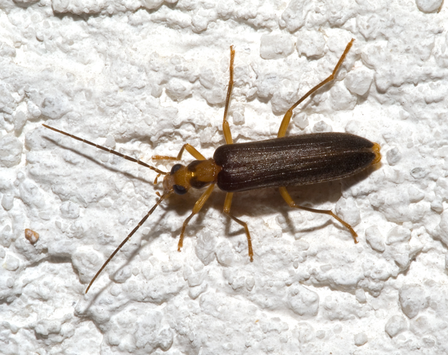 Nacerdes carniolica01.jpg &copy; Commons