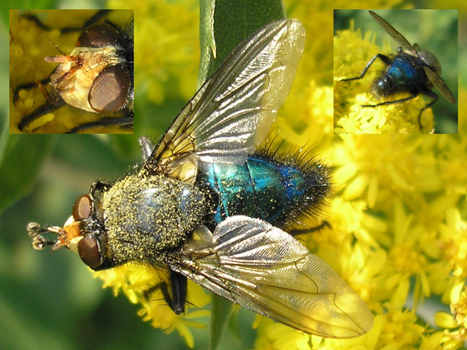 Cynomya mortuorum (male) - Collage.jpg &copy; Pudding4brains