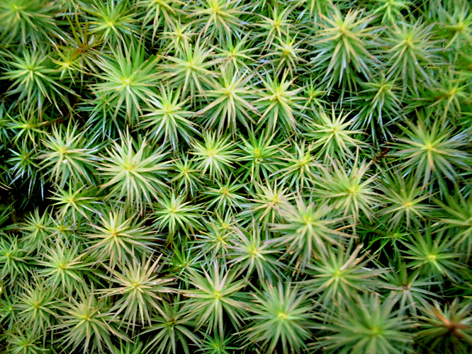 Polytrichum juniperinum.jpg &copy; Juni from Kyoto, Japan