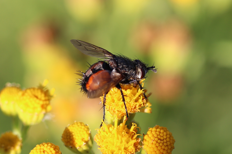 Noordwijk - Peleteria rubescens.jpg &copy; Rudolphous