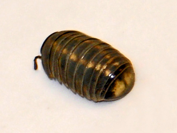 Glomeridae - Glomeris connexa.JPG &copy; Hectonichus