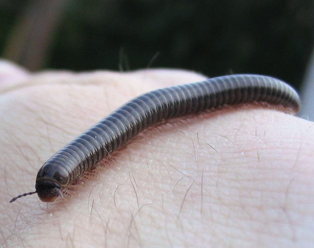 Cylindroiulus caeruleocinctus 2.jpg &copy; Darkone